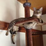 【よっ社長！】キジトラの猫の特徴や性格とむつき社長の紹介