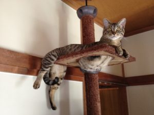 【よっ社長！】キジトラの猫の特徴や性格とむつき社長の紹介