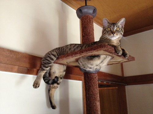 【よっ社長!】キジトラの猫の特徴や性格とむつき社長の紹介