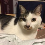 【賢い猫】サバシロ猫はペットショップで買えない？ひなたPの魅力！