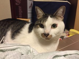 【賢い猫】サバシロ猫はペットショップで買えない?ひなたPの魅力!