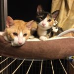 【子猫の飼い方】子猫ちゃん我が家へようこそ！お迎えの準備をしよう！