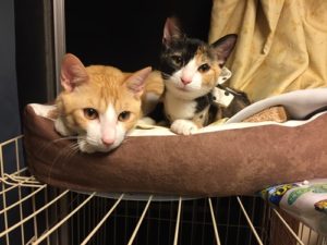 【子猫の飼い方】子猫ちゃん我が家へようこそ！お迎えの準備をしよう！