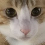 猫じゃない猫?茶白猫つむぐのビクビク日記。茶トラ猫はモテるらしい