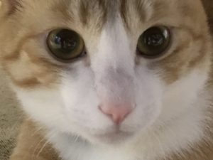猫じゃない猫？茶白猫つむぐのビクビク日記。茶トラ猫はモテるらしい