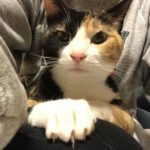 【ニャイドル？破壊魔？】ミケ猫こはくちゃんの生体を観察する