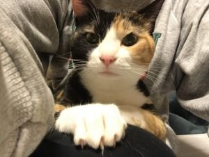 【ニャイドル？破壊魔？】ミケ猫こはくちゃんの生体を観察する