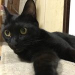 【しゃべる黒猫？】ママちゃんと仲良し！黒猫あんことの秘密の会話