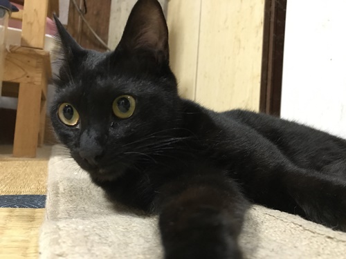 【しゃべる黒猫?】ママちゃんと仲良し!黒猫あんことの秘密の会話