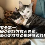【安全第一】猫砂の選び方教えます。最良のおすすめ猫砂はどれだ?!