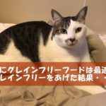猫にグレインフリーフードは最適？グレインフリーをあげた結果・・・