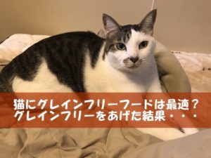 猫にグレインフリーフードは最適？グレインフリーをあげた結果・・・