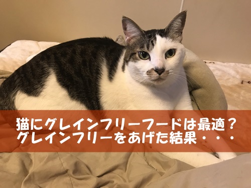 猫にグレインフリーフードは最適？グレインフリーをあげた結果・・・