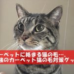 カーペットに絡まる猫の毛…。最強のカーペット猫の毛対策グッズ！