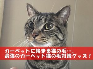 カーペットに絡まる猫の毛…。最強のカーペット猫の毛対策グッズ！