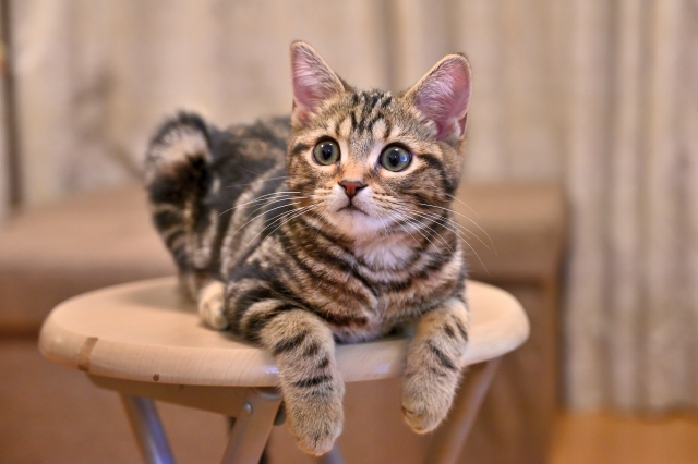 猫ちゃんのお薬飲ませ方！錠剤を飲まない時の便利アイテムで簡単に