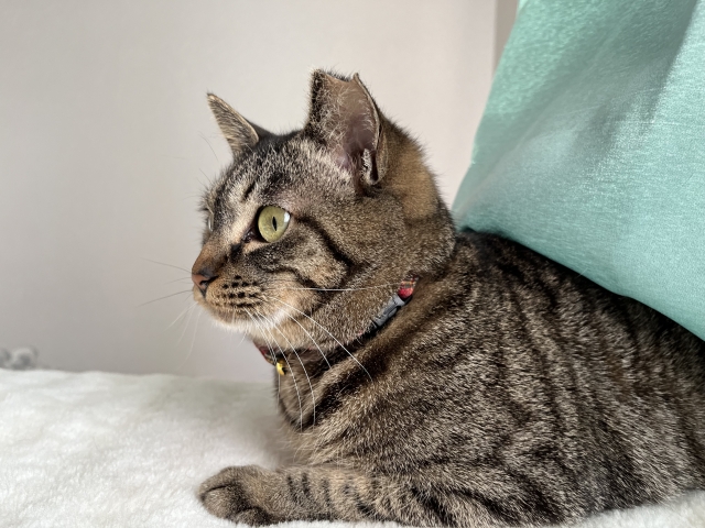 何で飲んでくれないの？愛猫が薬を嫌がるワケ